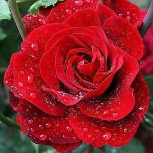 Meet your Posher, Carmen